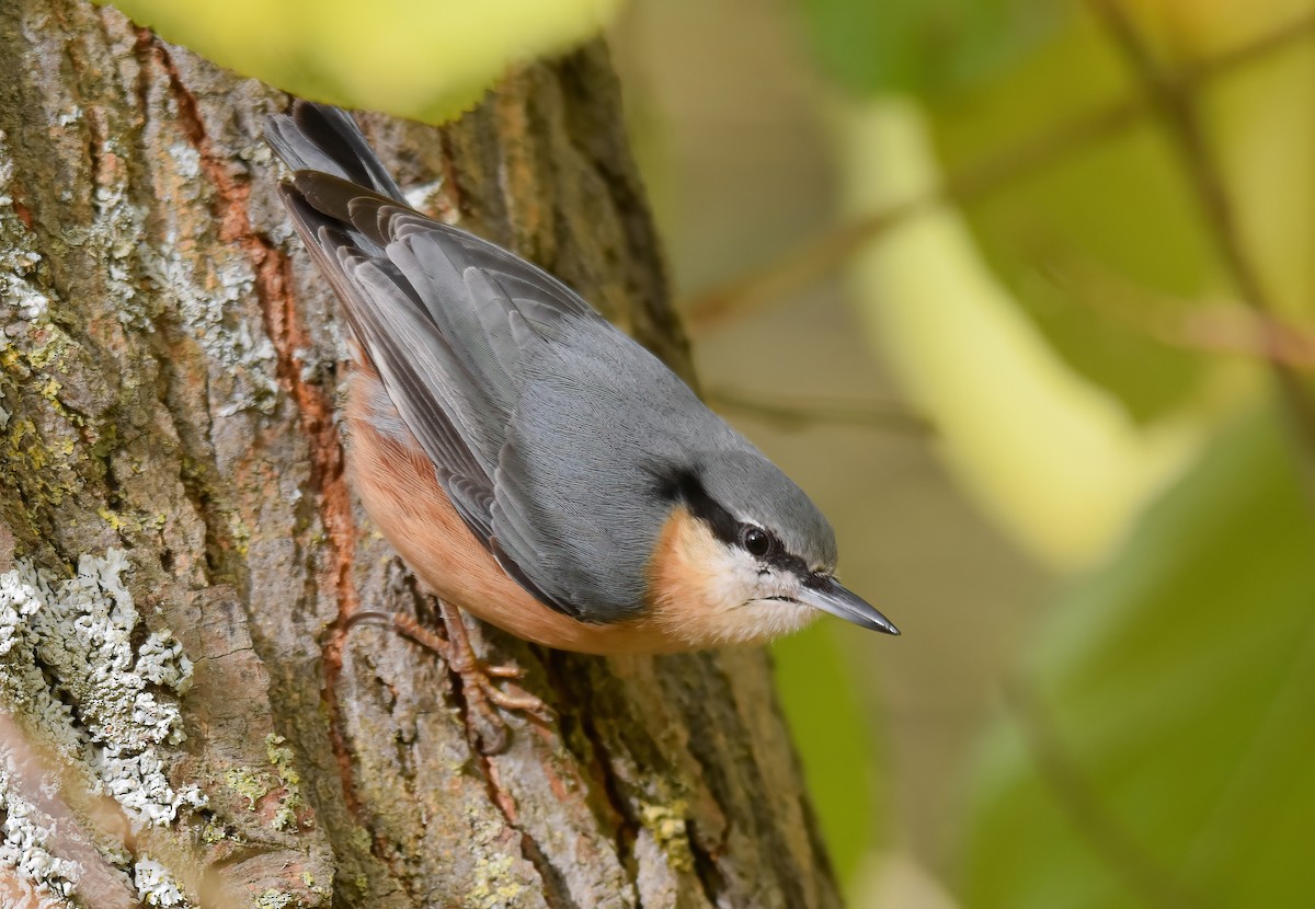 rødtoppfuglekonge - ML645553175