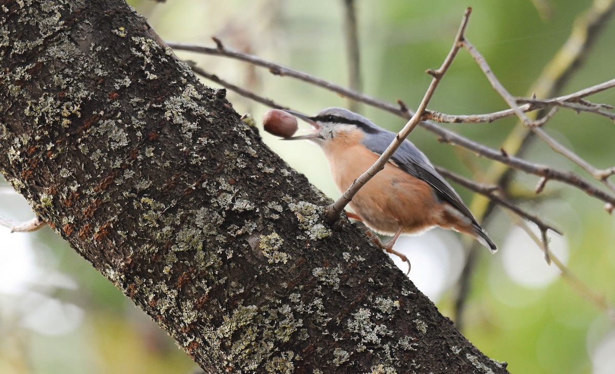 rødtoppfuglekonge - ML645553176