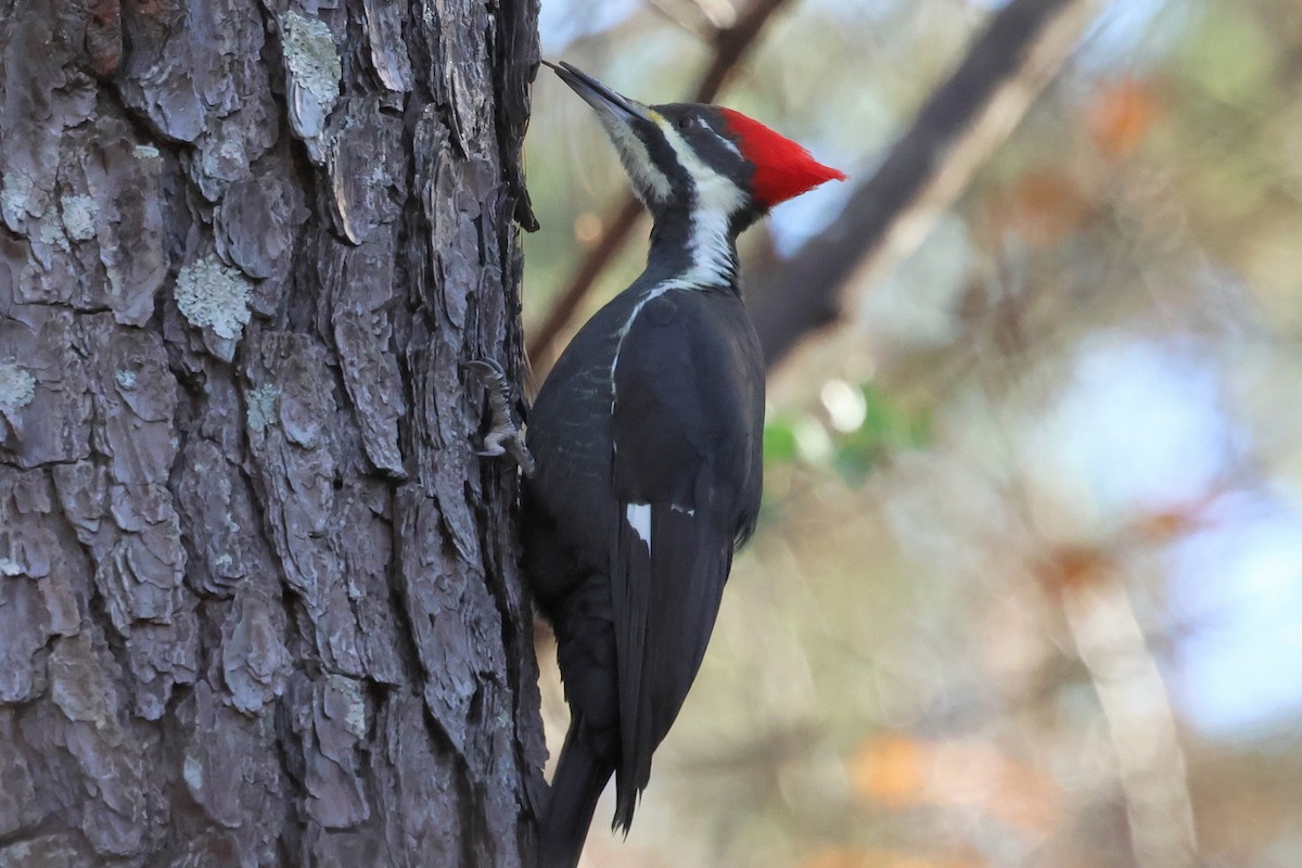 hvitbrynsvartspett - ML645553178