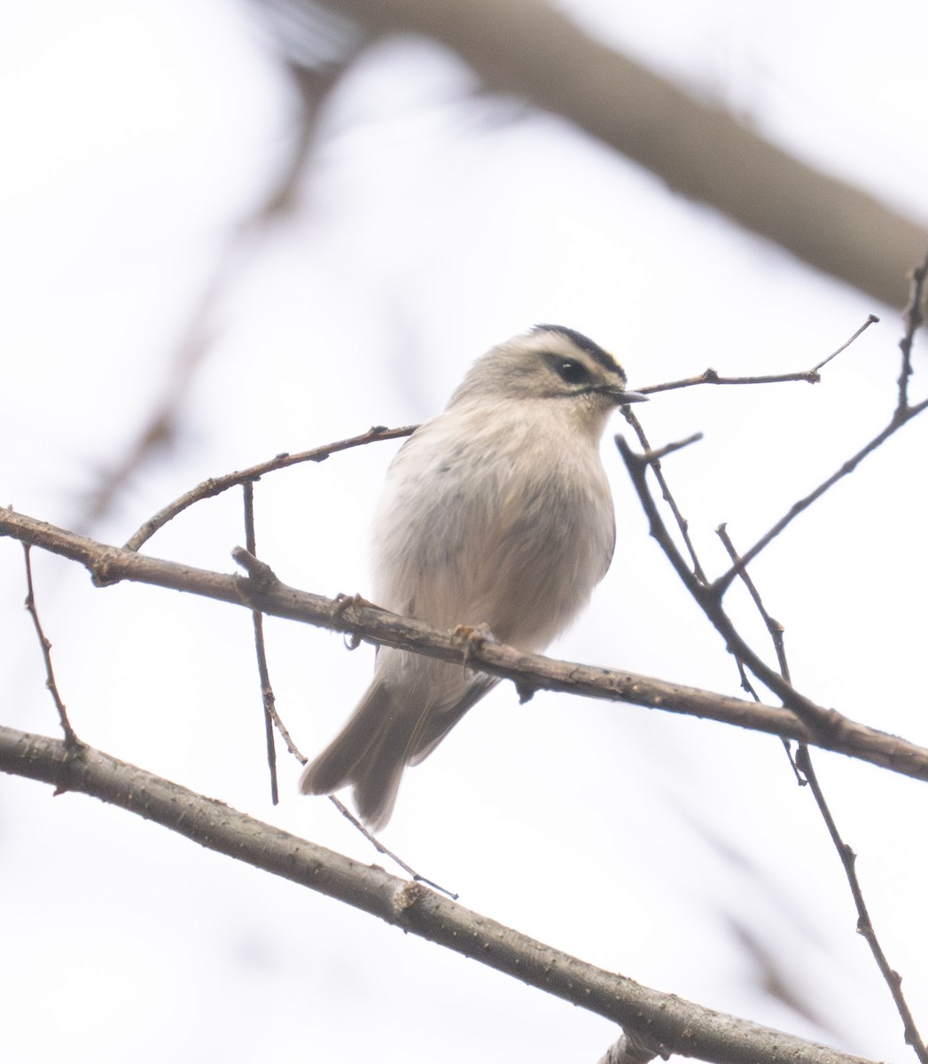 ildkronefuglekonge - ML645553179