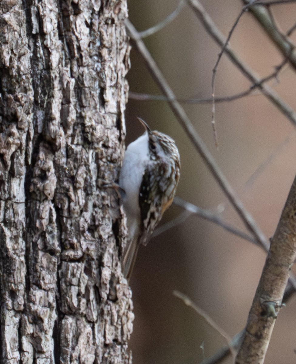 amerikatrekryper - ML645553194