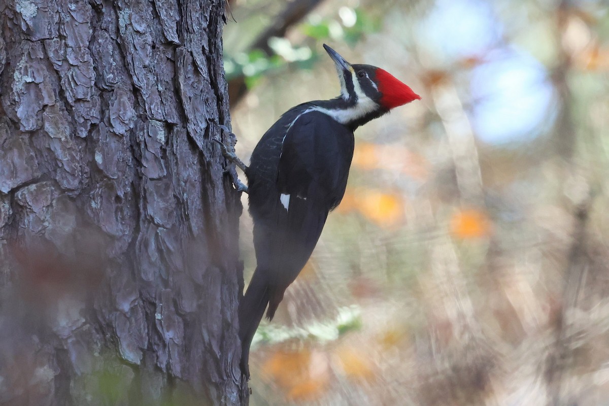 datel chocholatý - ML645553195