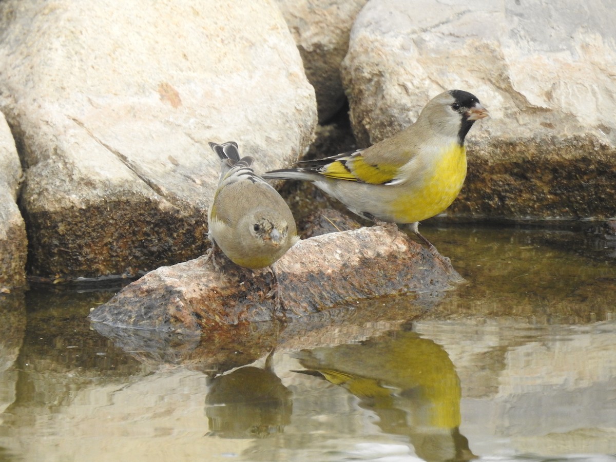 Lawrence's Goldfinch - ML645553196