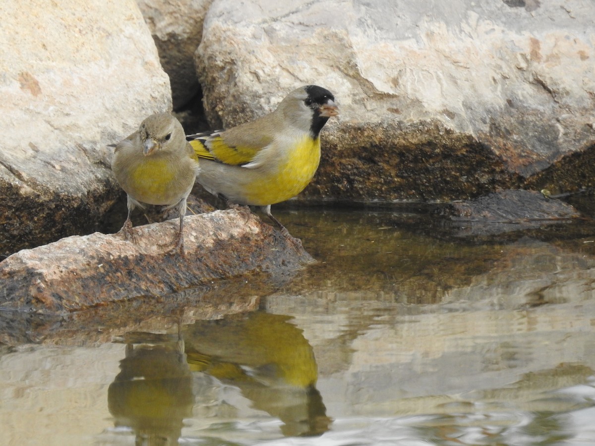 Lawrence's Goldfinch - ML645553197