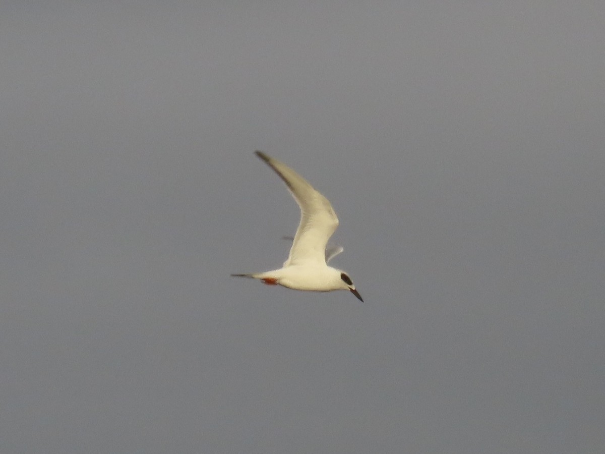 Forster's Tern - ML645553205
