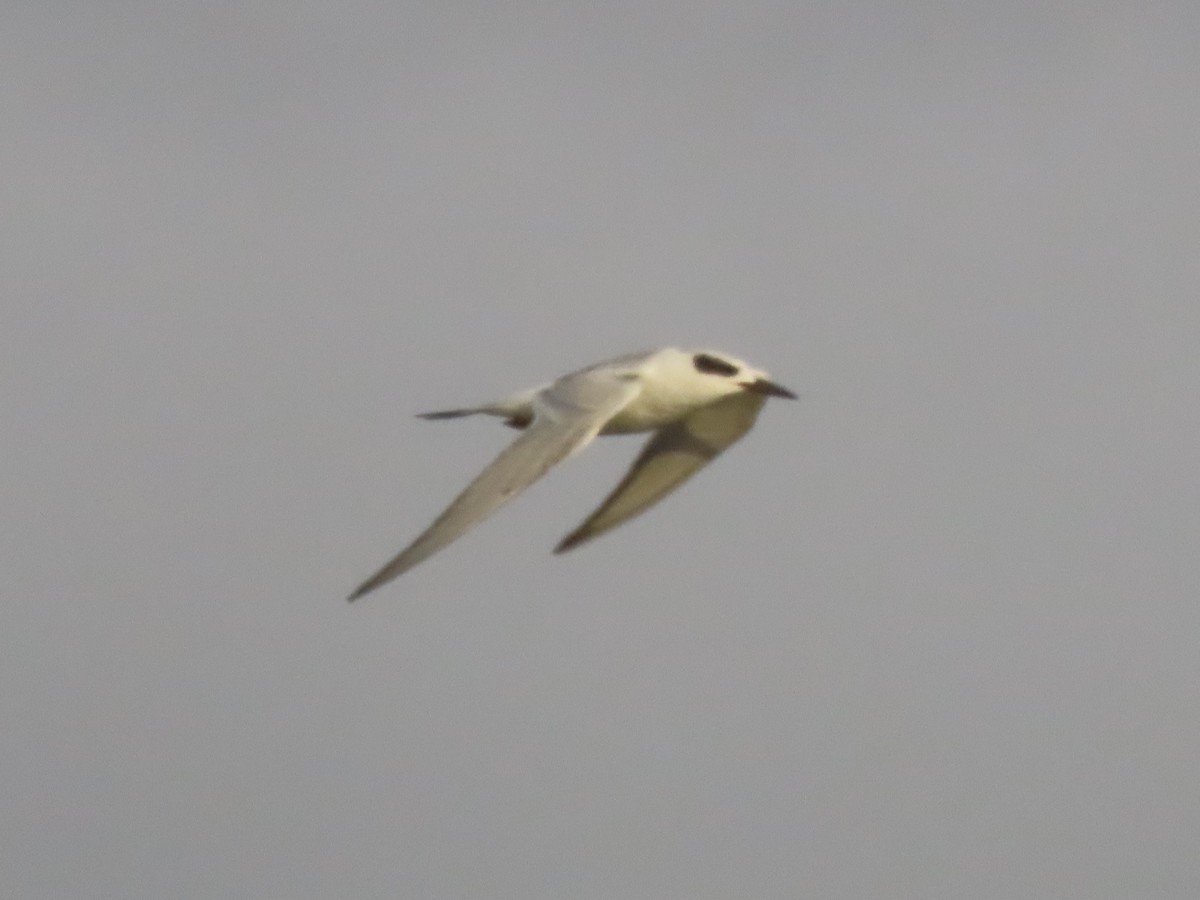 Forster's Tern - ML645553207