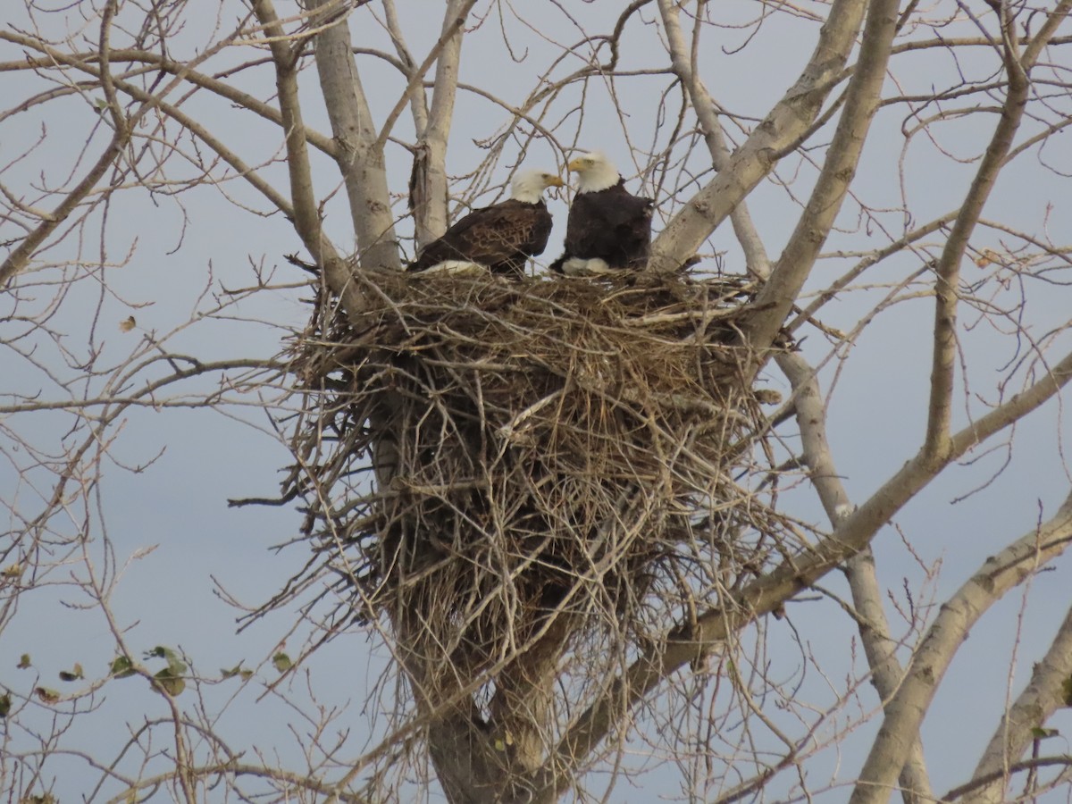 Bald Eagle - ML645553213