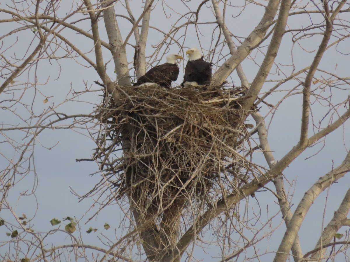 Bald Eagle - ML645553215