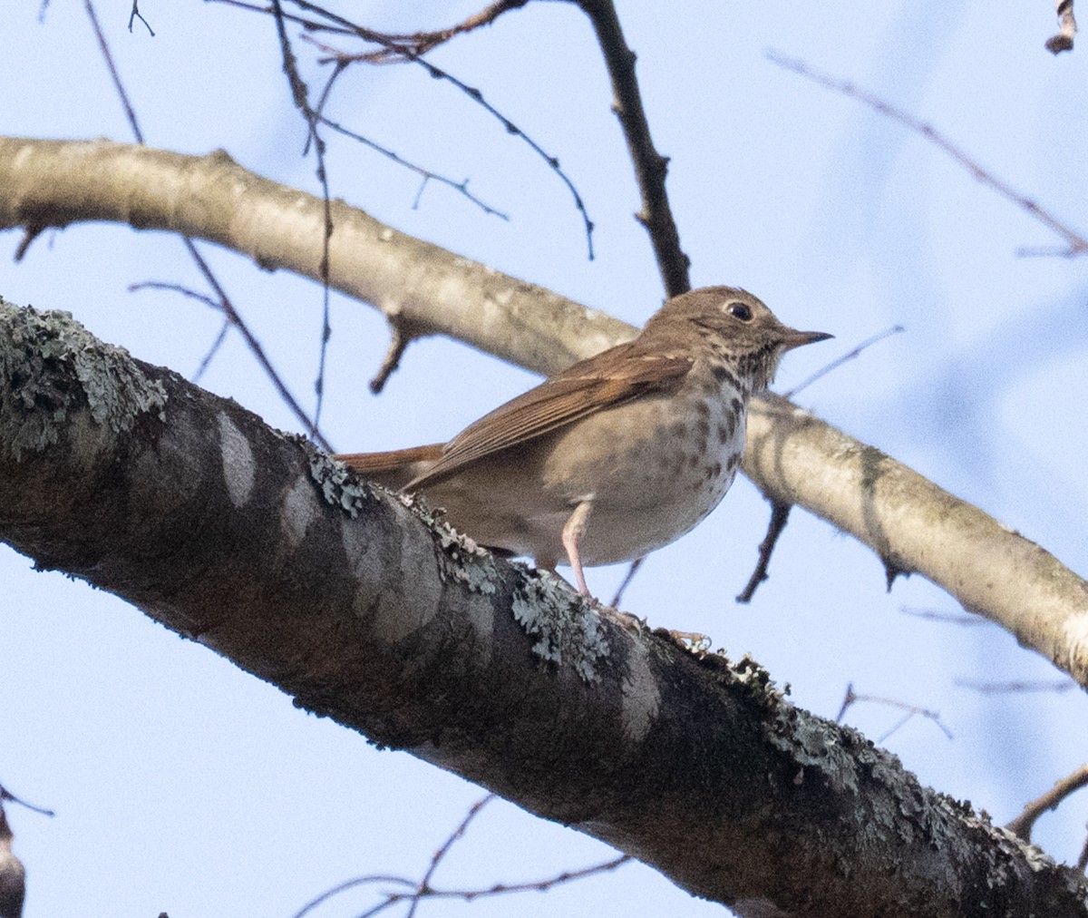 eremittskogtrost - ML645553222