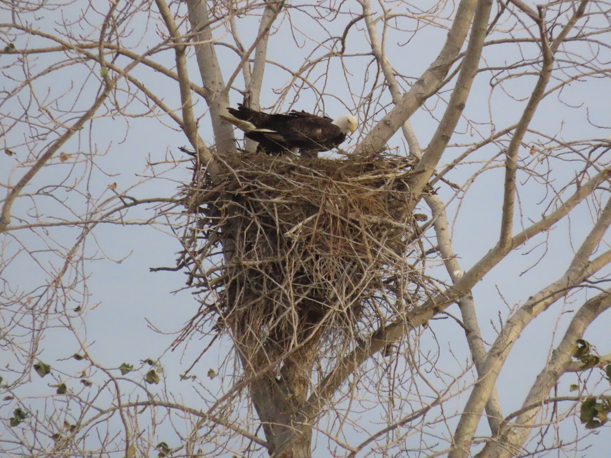 Bald Eagle - ML645553225