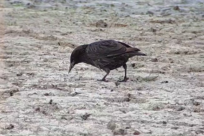 זרזיר שחור - ML645553226