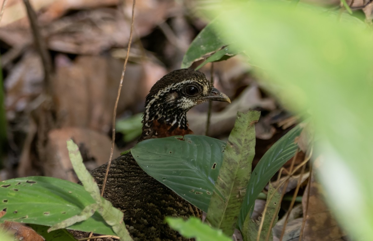 Sabah Partridge - ML645553227