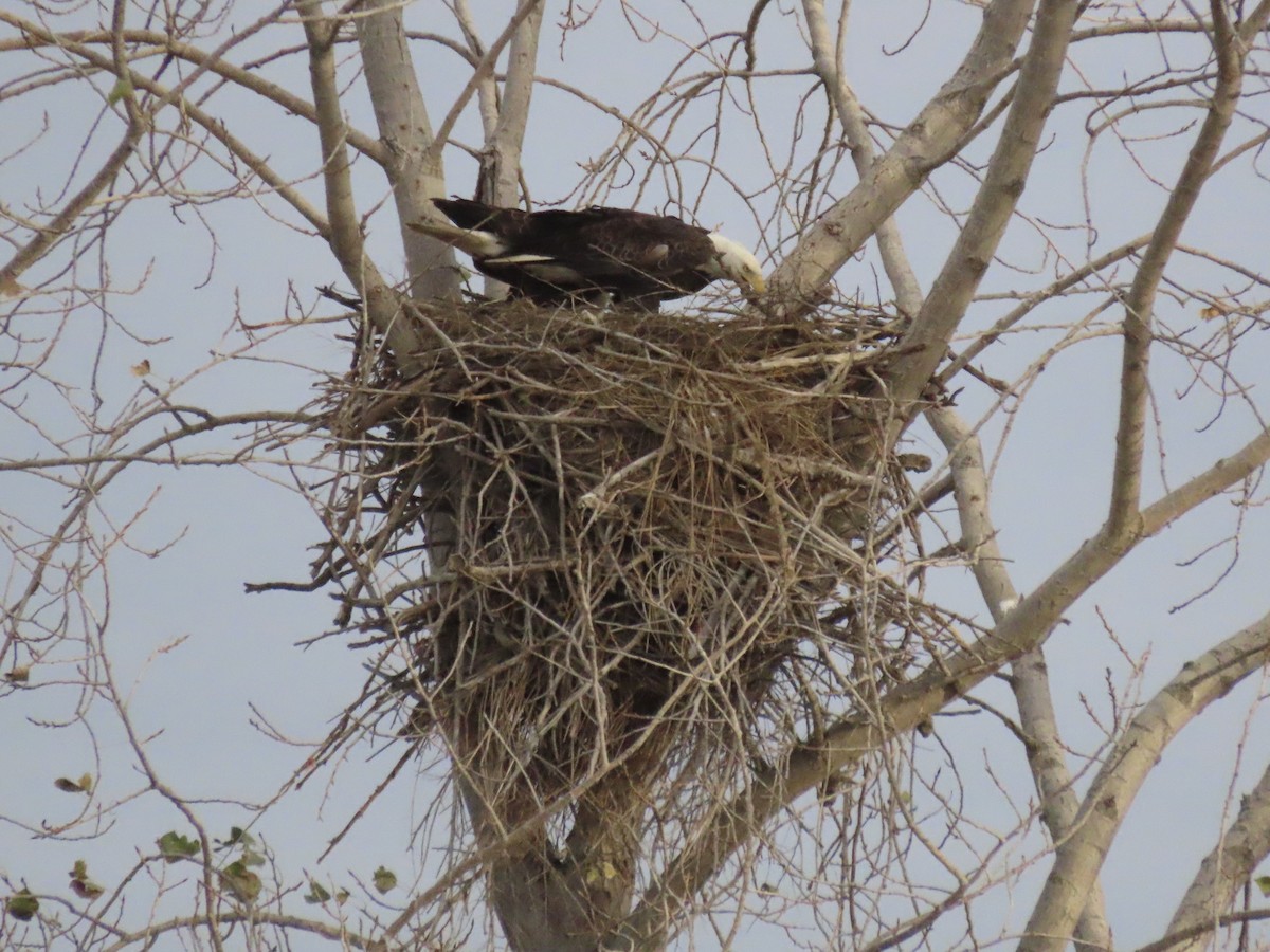 Bald Eagle - ML645553231