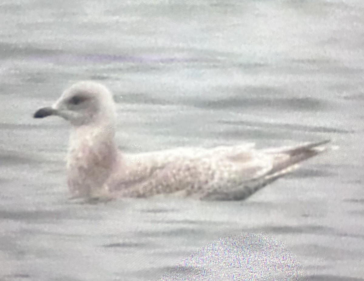 アイスランドカモメ - ML645553238