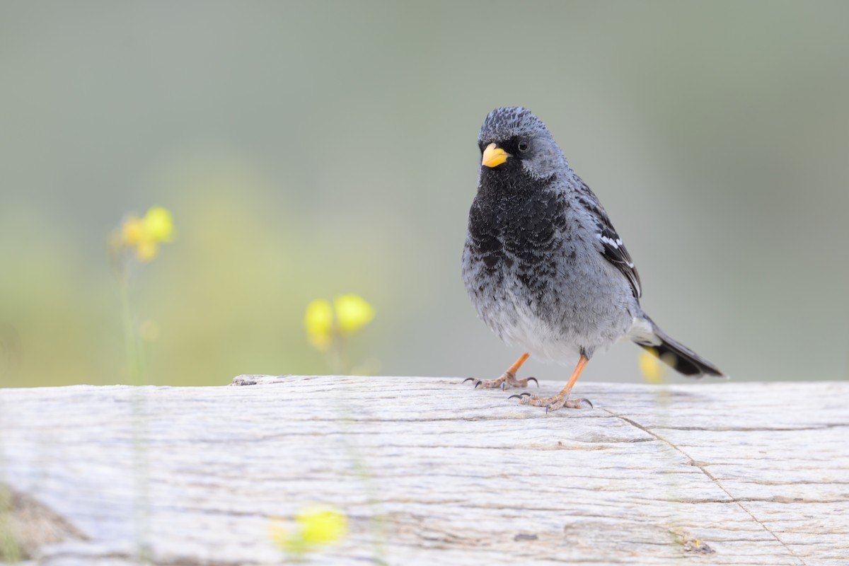 Incaspize petit-deuil - ML645553256