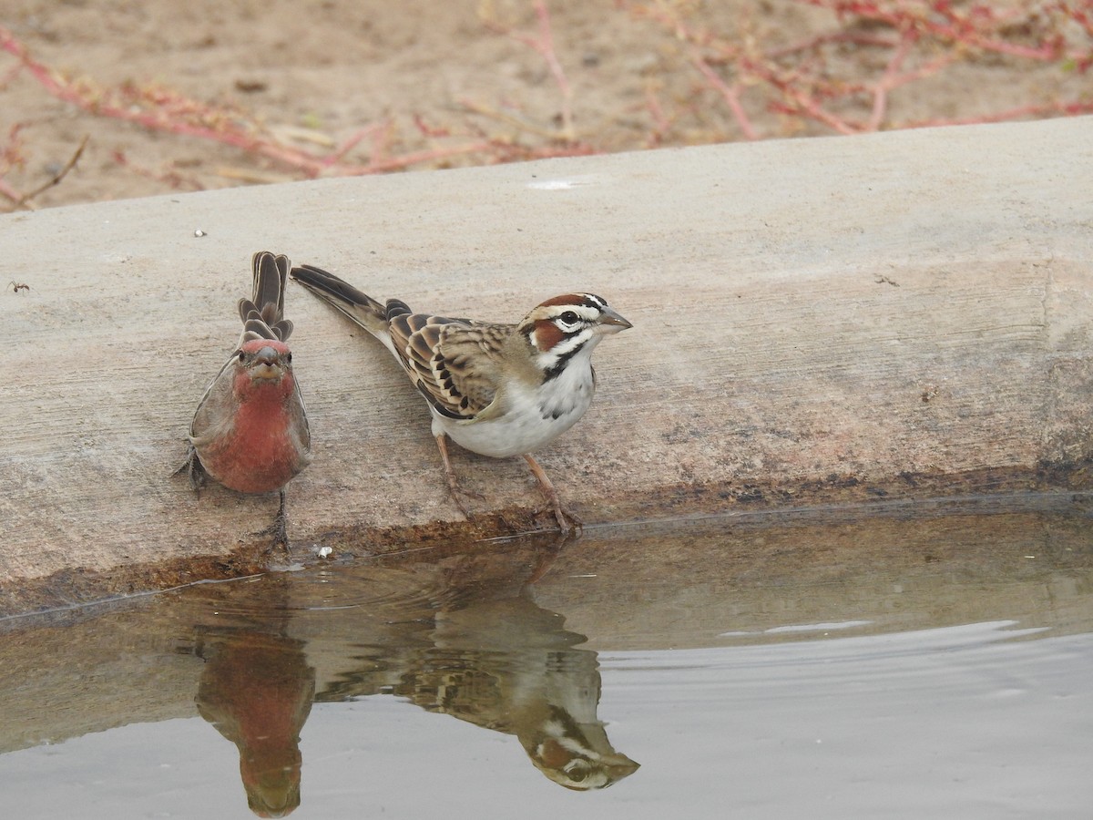 Lark Sparrow - ML645553259