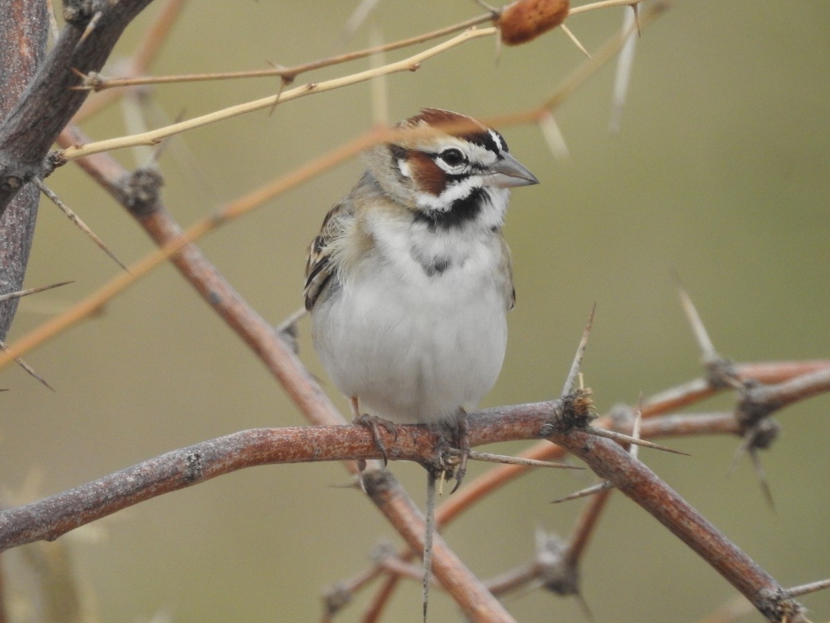 Lark Sparrow - ML645553260