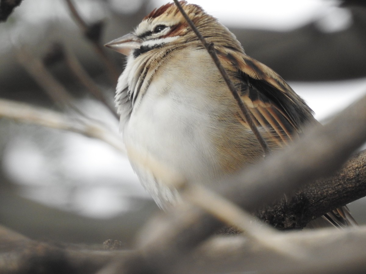 Lark Sparrow - ML645553261