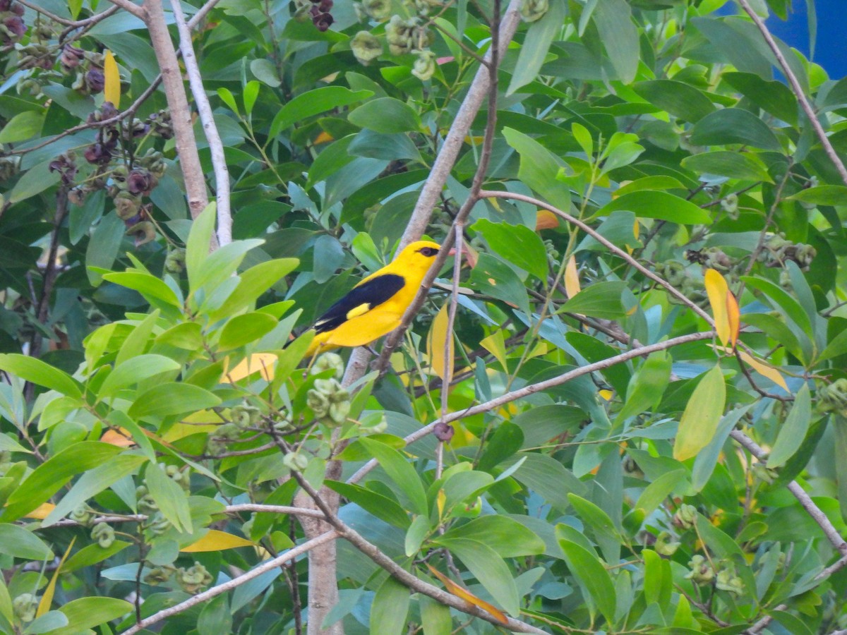 Indian Golden Oriole - ML645553263