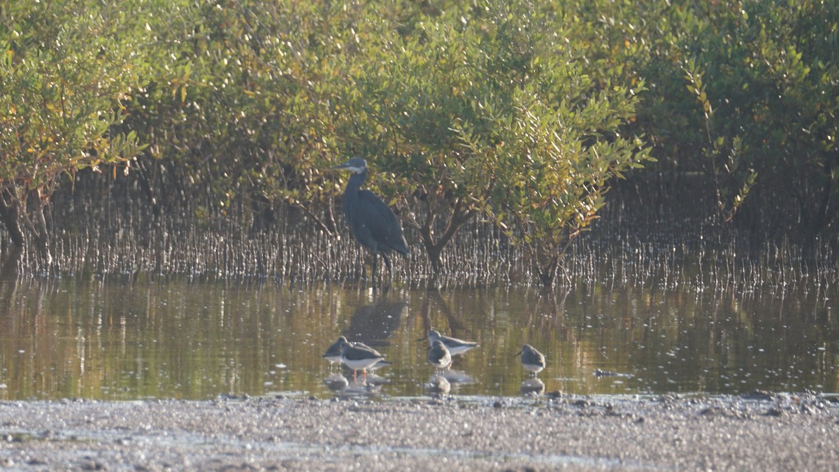 ביצנית אפורה - ML645553269