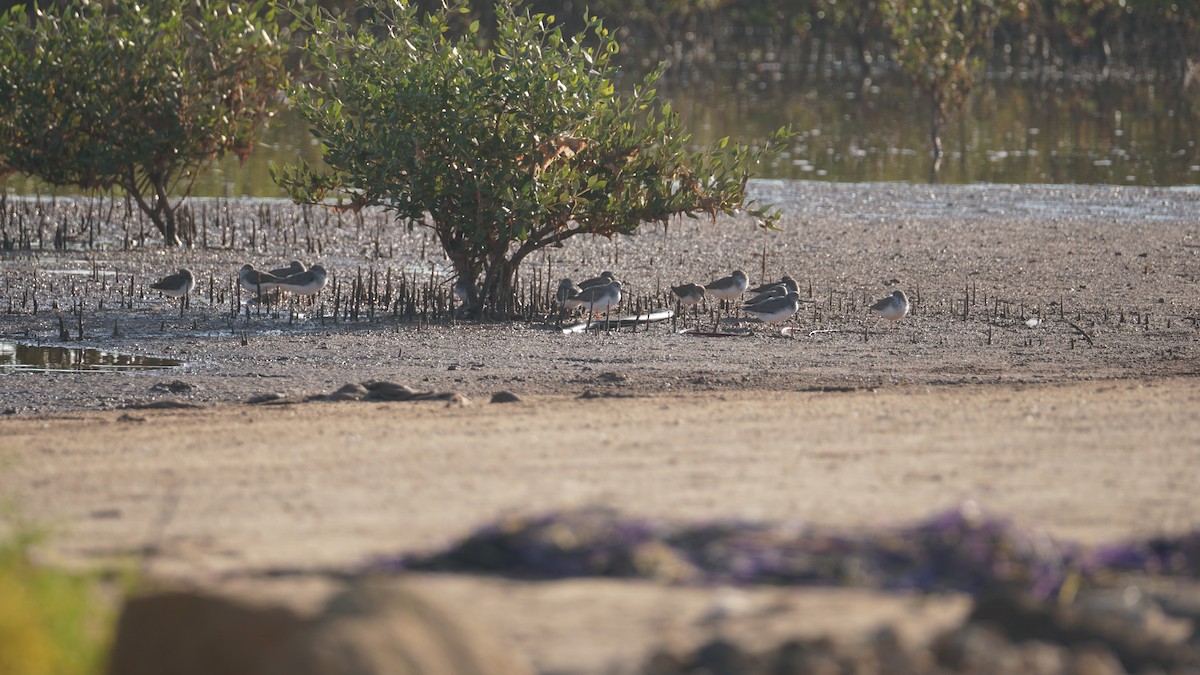 ביצנית אפורה - ML645553270