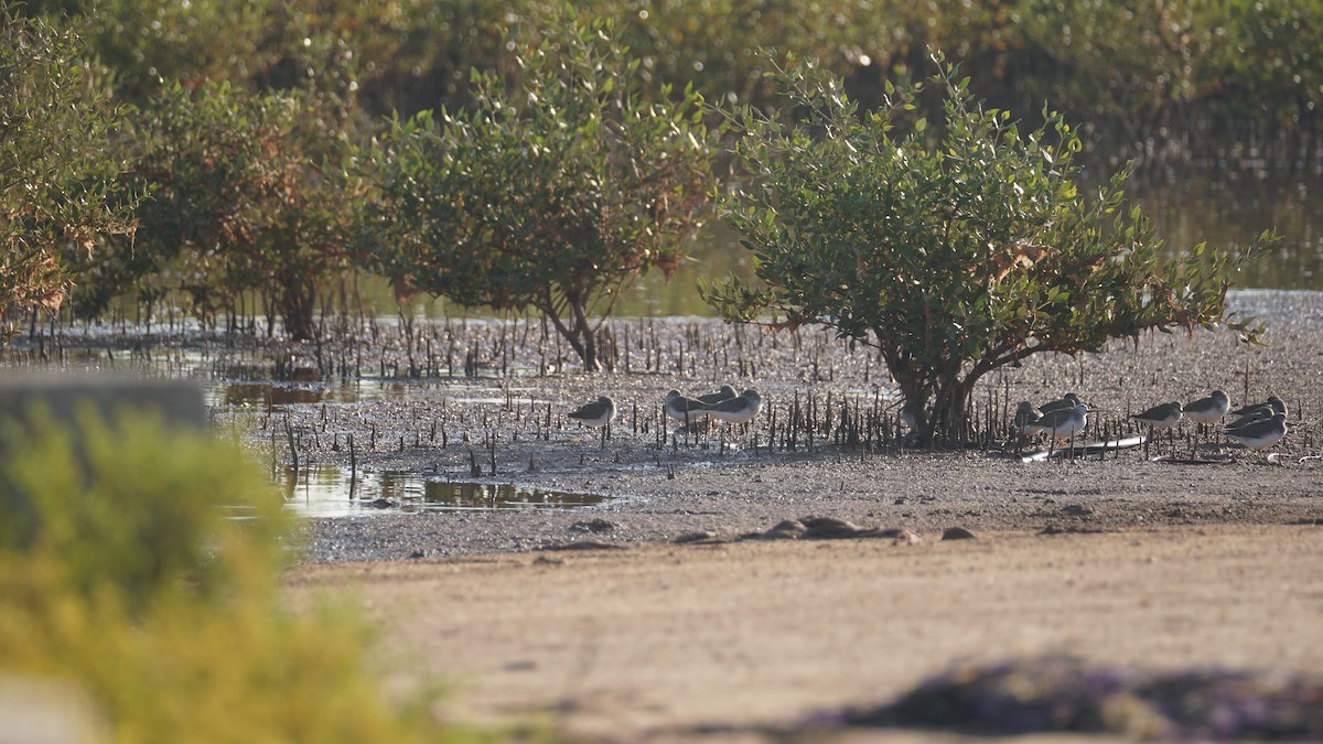 ביצנית אפורה - ML645553271