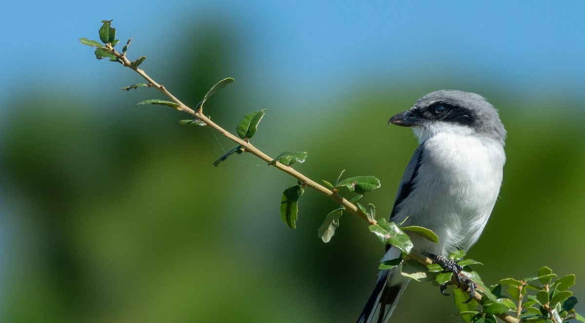 Loggerhead Shrike - ML645553273