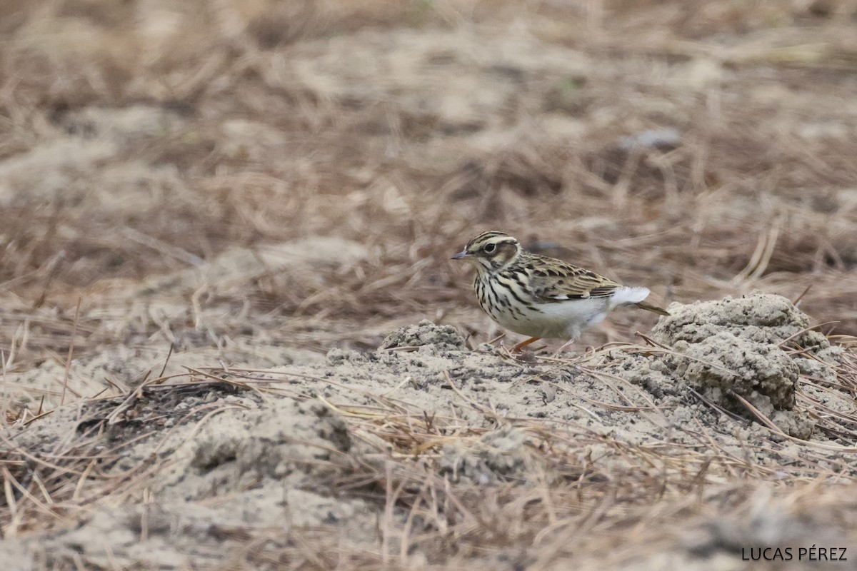 Wood Lark - ML645553278