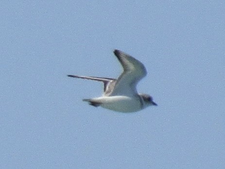 Flötenregenpfeifer - ML645553280