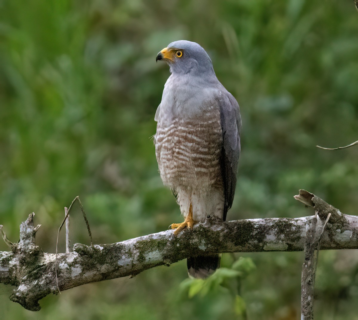 Yol Şahini - ML645553294