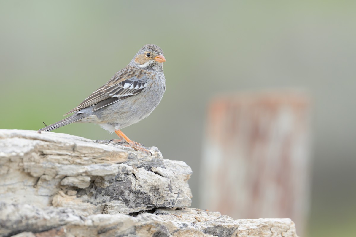 Incaspize petit-deuil - ML645553308