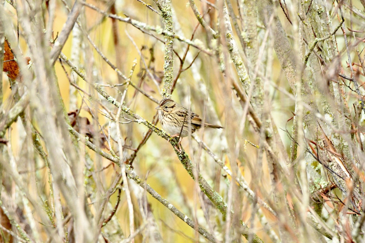 strnadec pruhohlavý - ML645553314