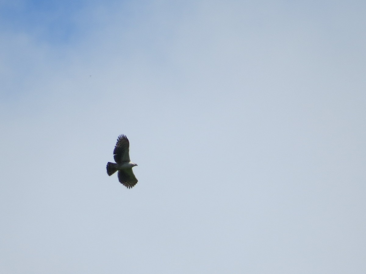 Black-and-chestnut Eagle - ML645553321