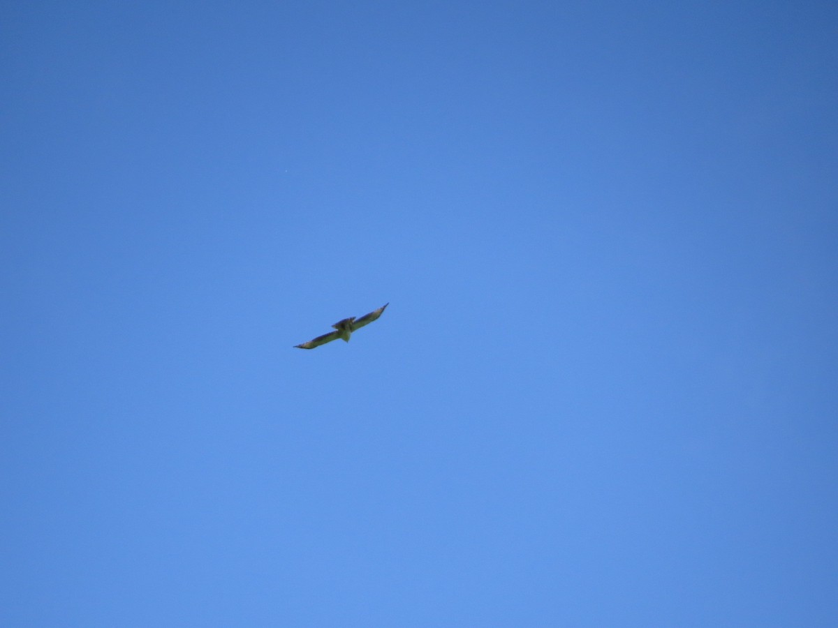 Black-and-chestnut Eagle - ML645553322