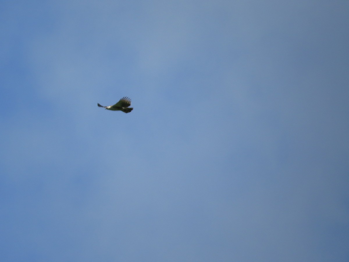 Black-and-chestnut Eagle - ML645553323