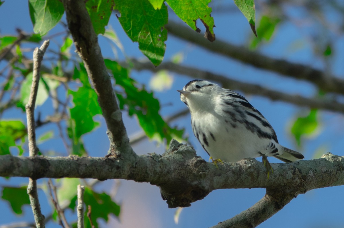 Black-and-white Warbler - ML645553326