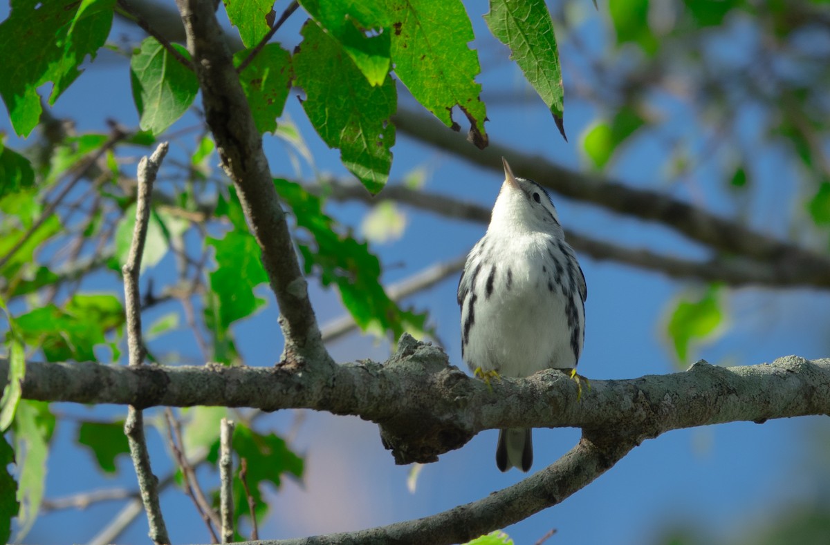Black-and-white Warbler - ML645553327