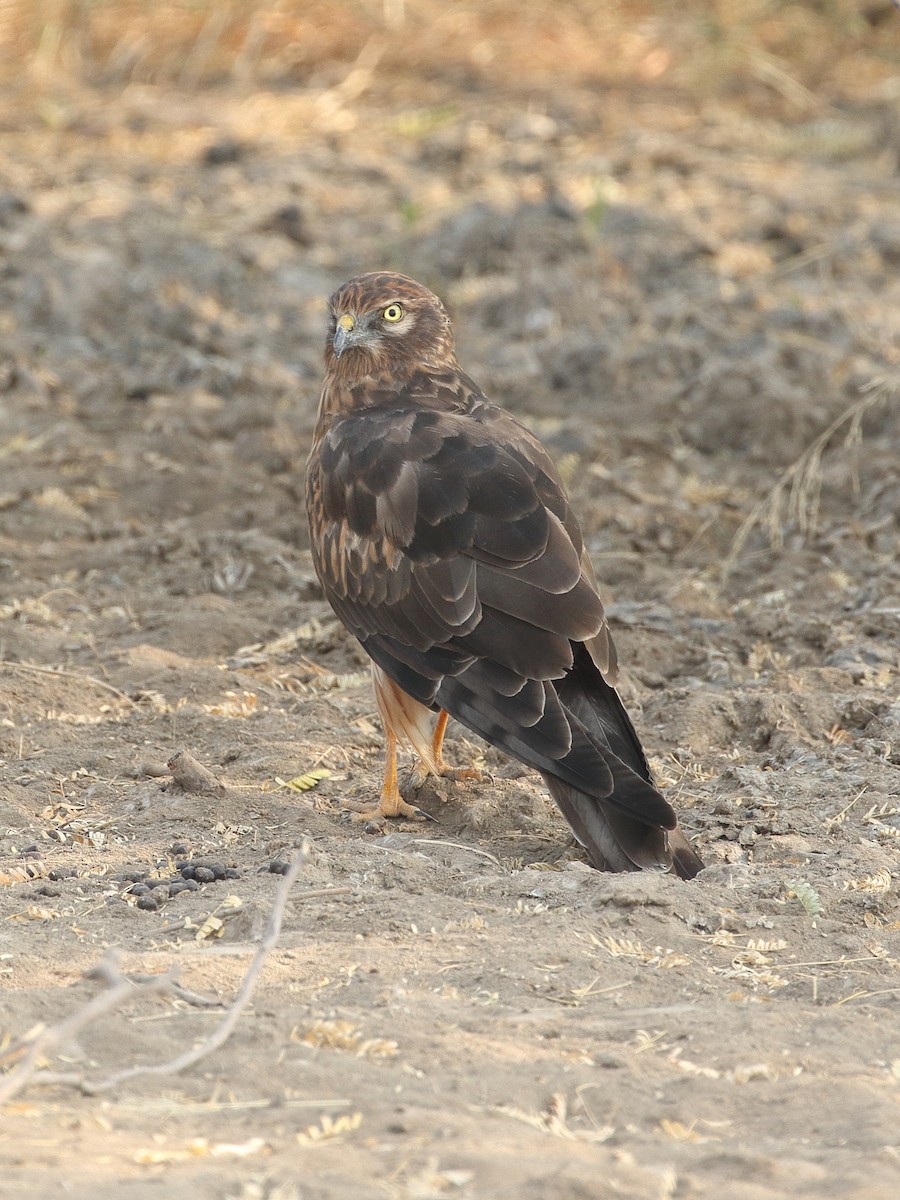 זרון סוף - ML645553333