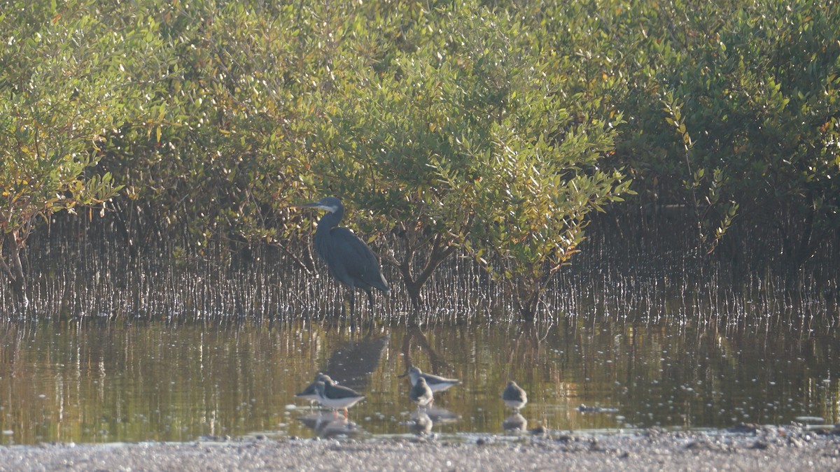 ביצנית אפורה - ML645553336