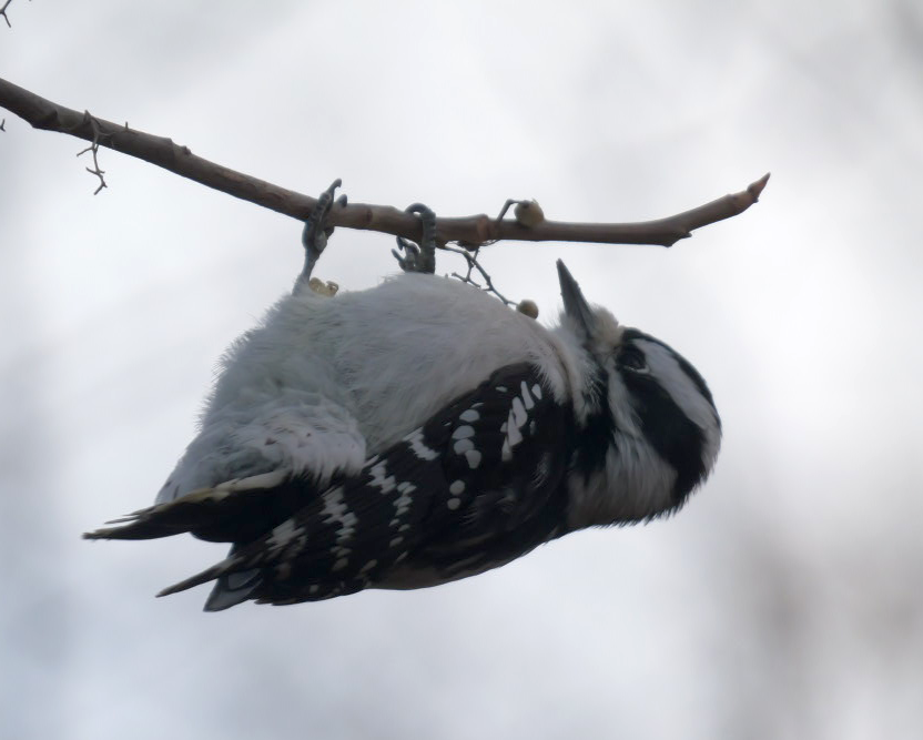 strakapoud osikový - ML645553345