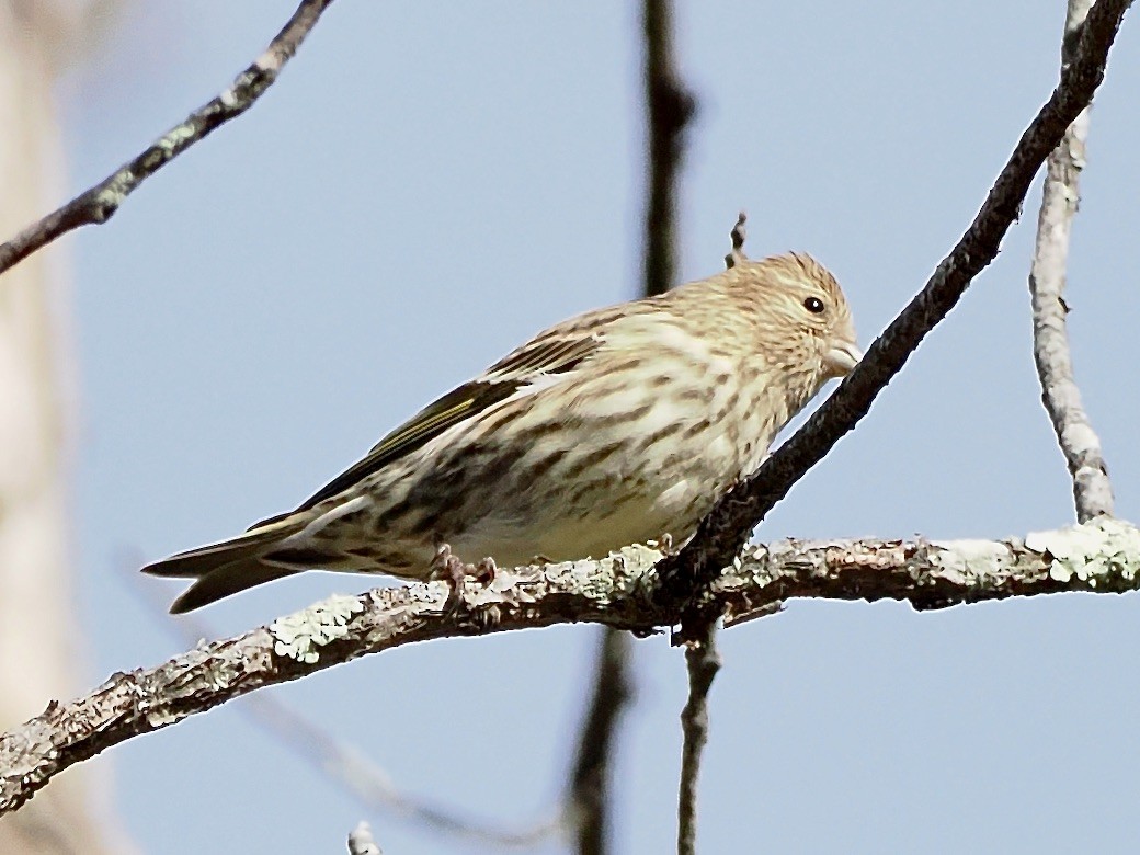 Pine Siskin - ML645553350