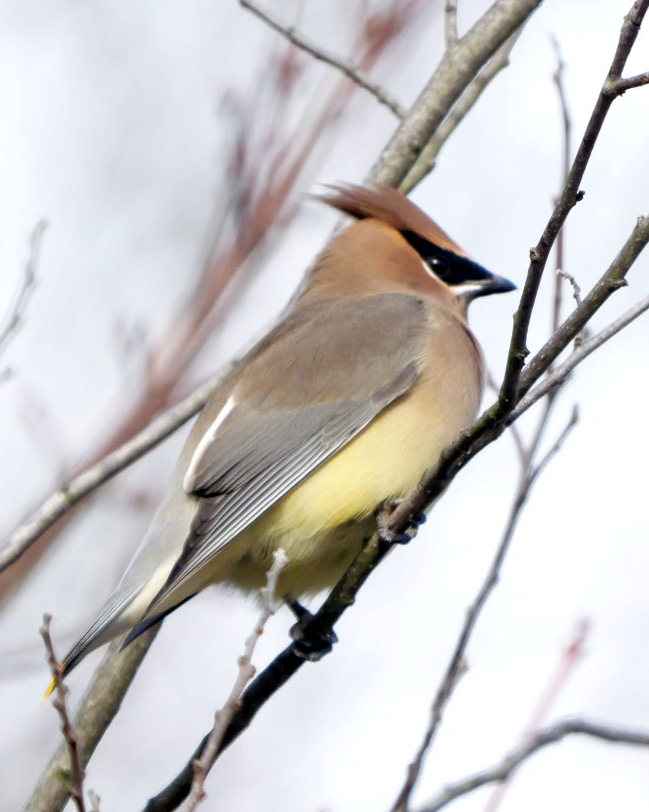 brkoslav americký - ML645553353