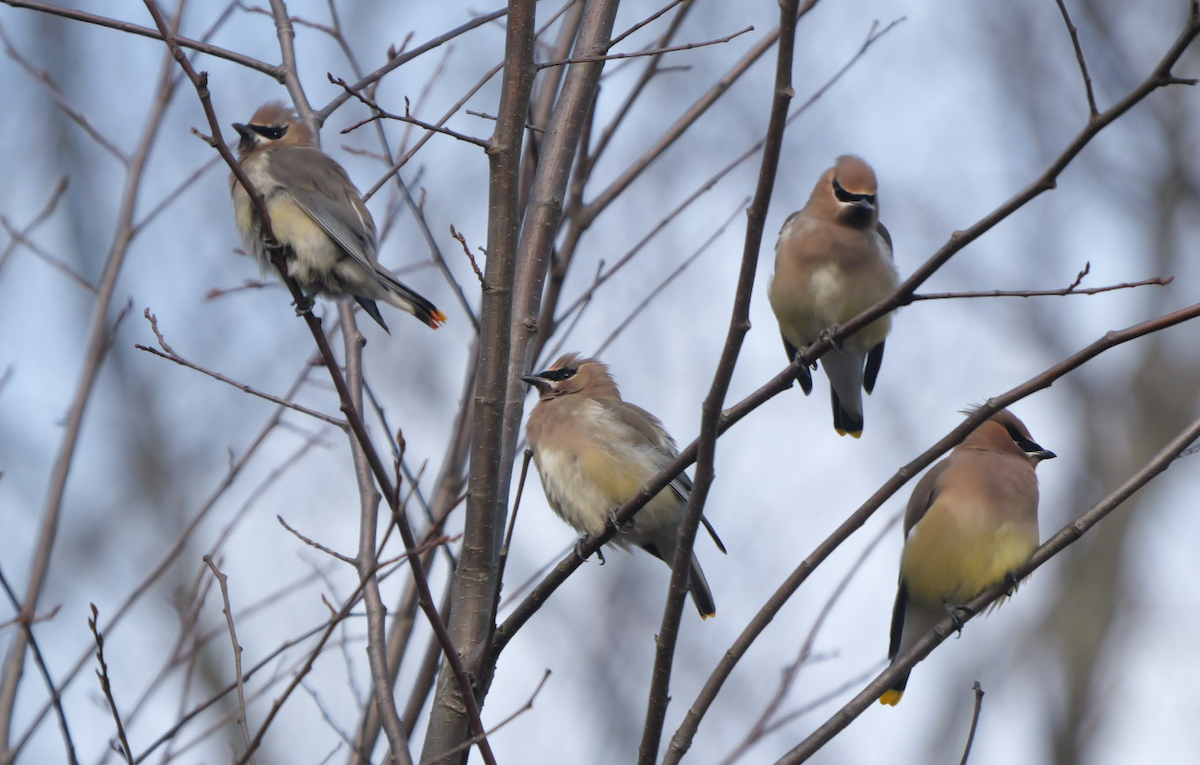 brkoslav americký - ML645553354