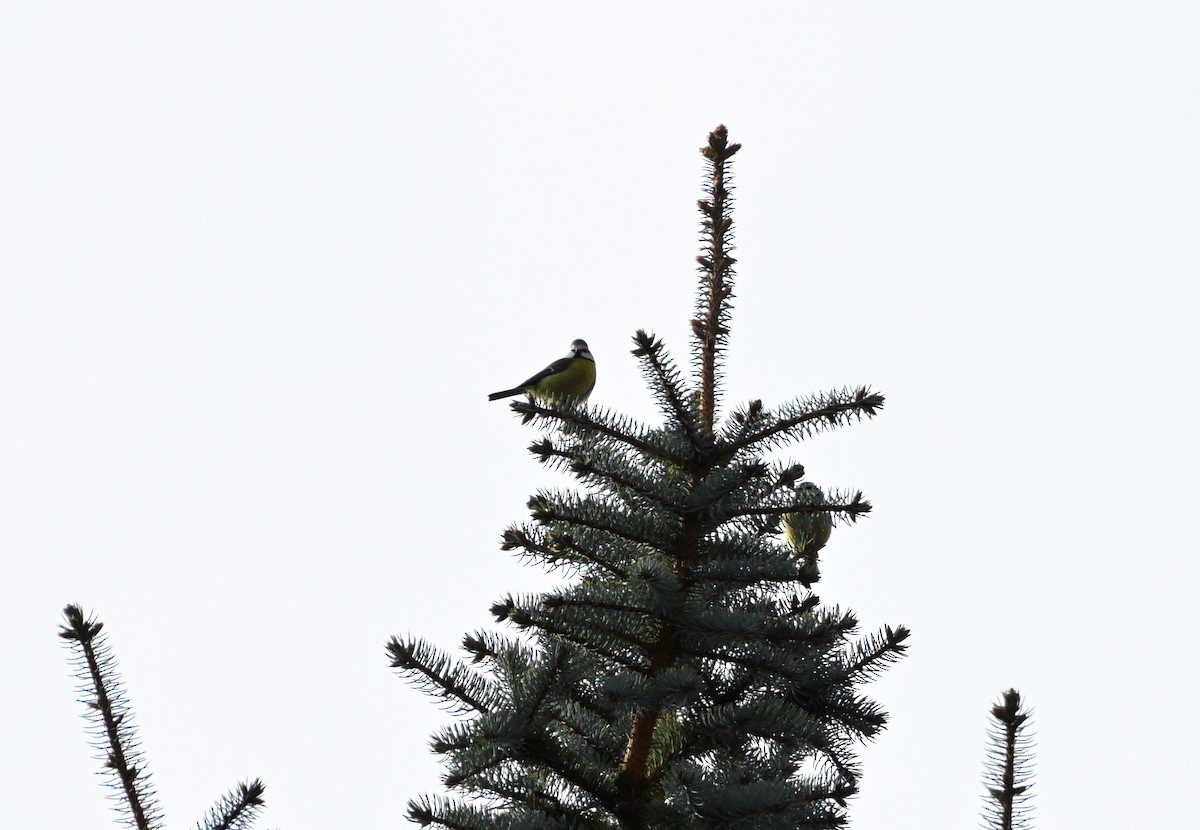 Eurasian Blue Tit - ML645553356