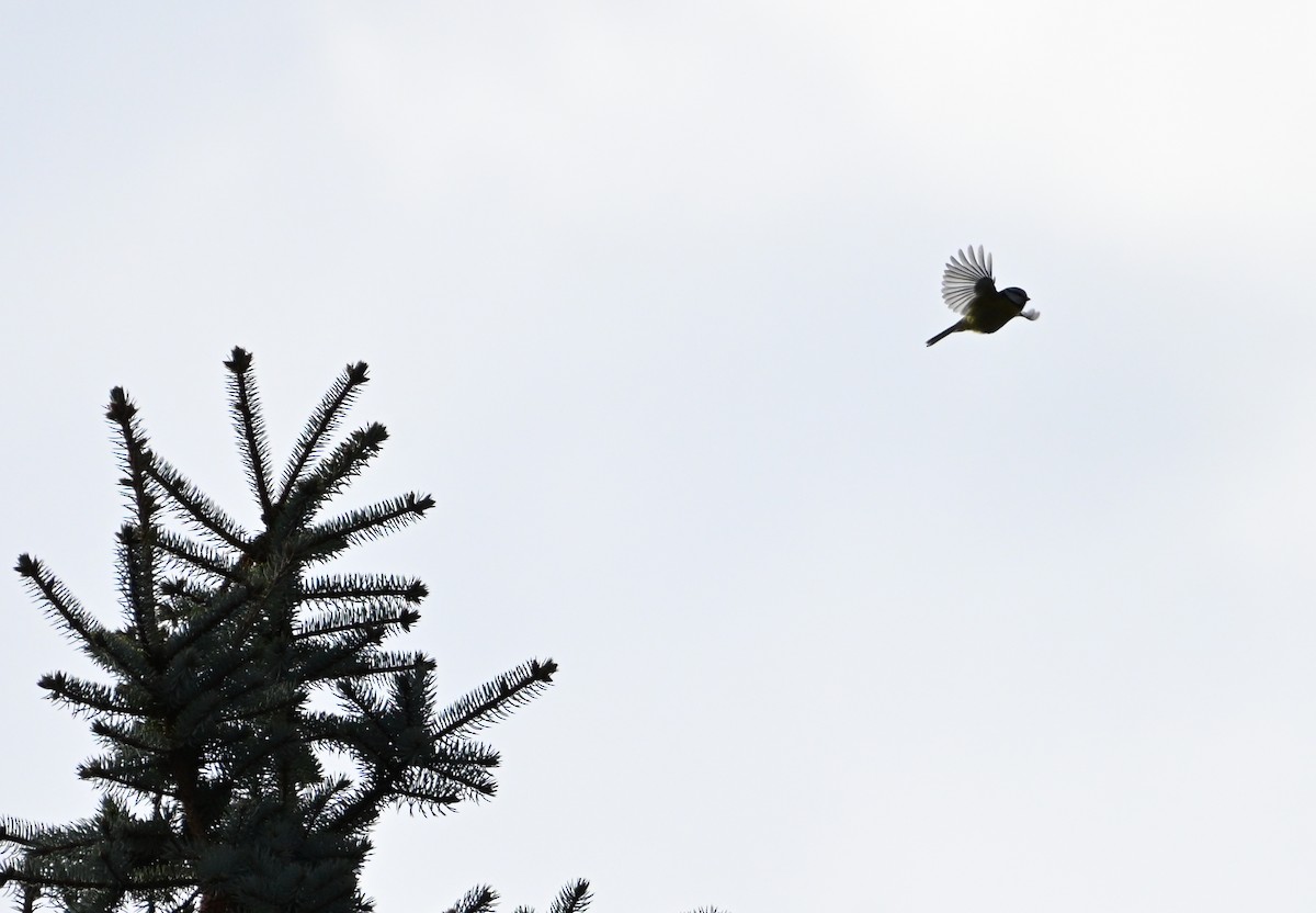 Eurasian Blue Tit - ML645553357