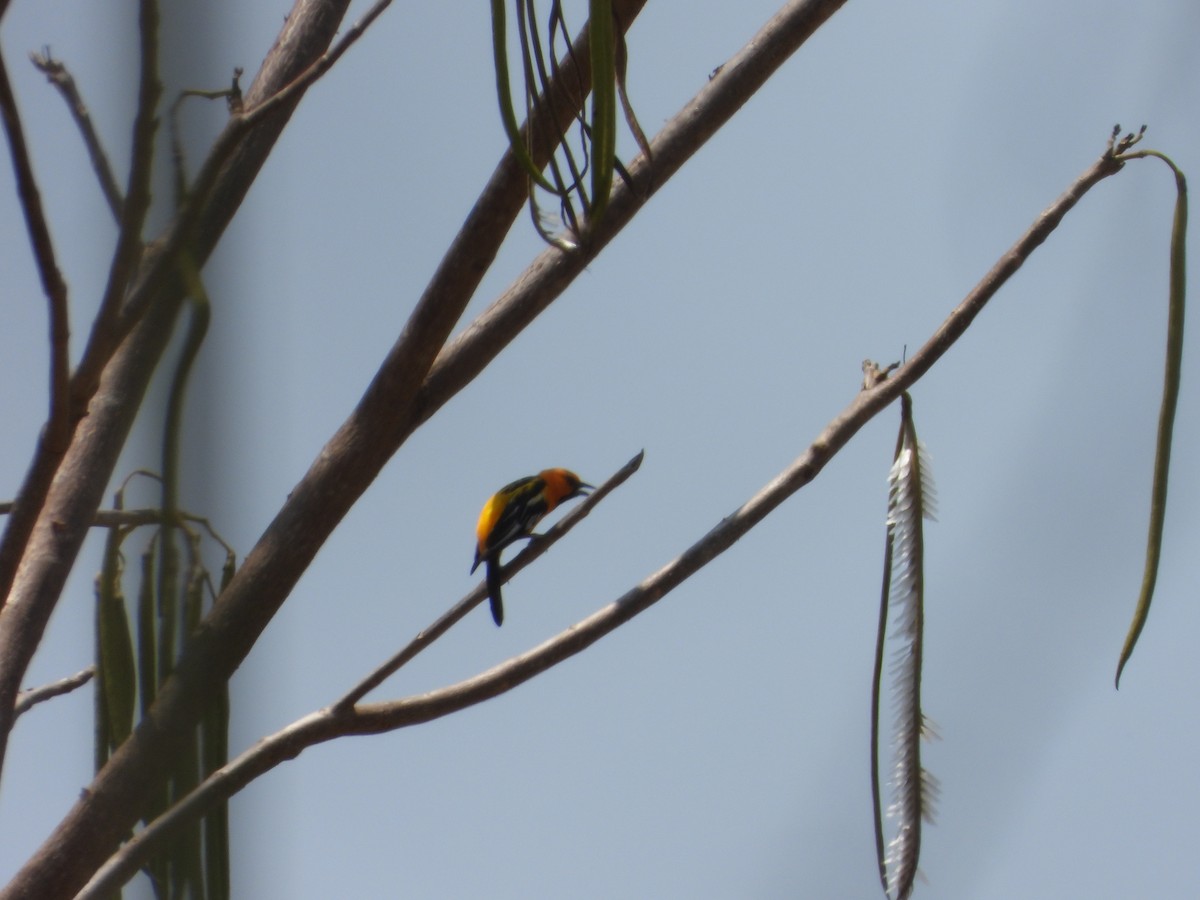 Streak-backed Oriole - ML645553358