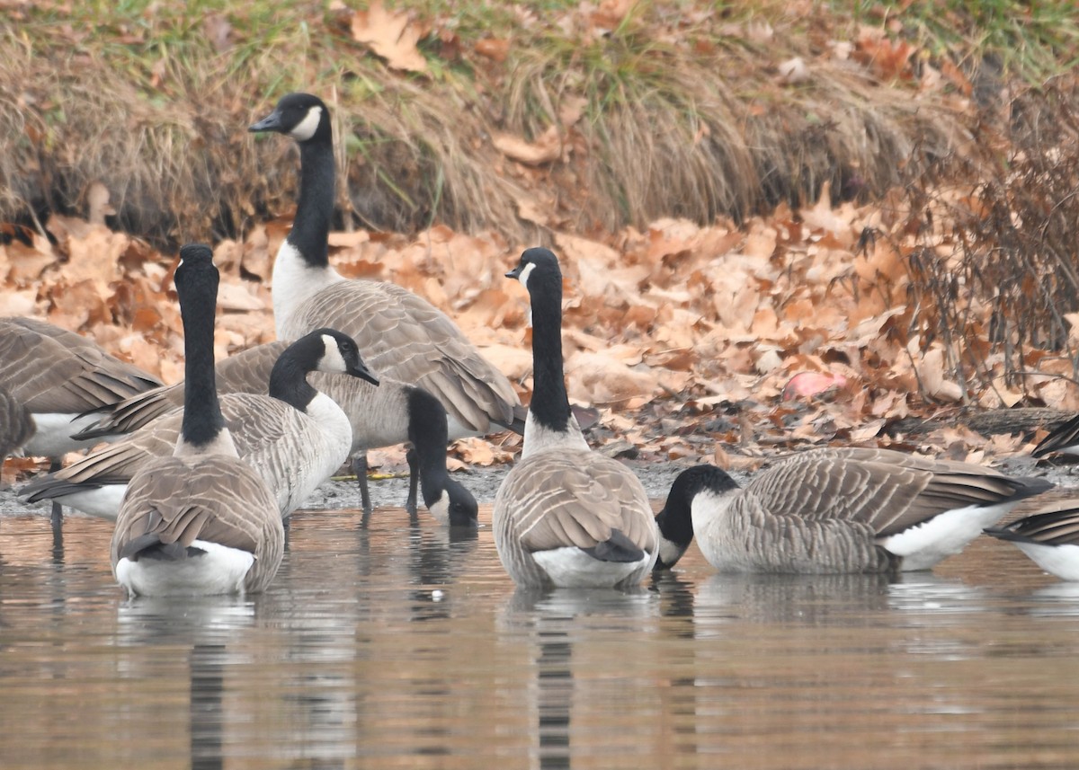 Canada Goose - ML645553359