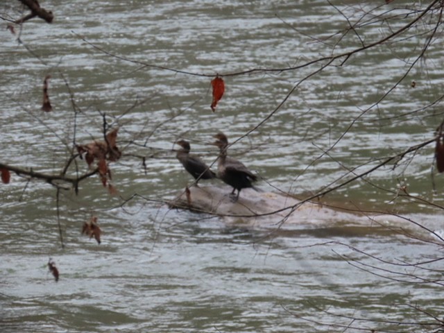 Double-crested Cormorant - ML645553383