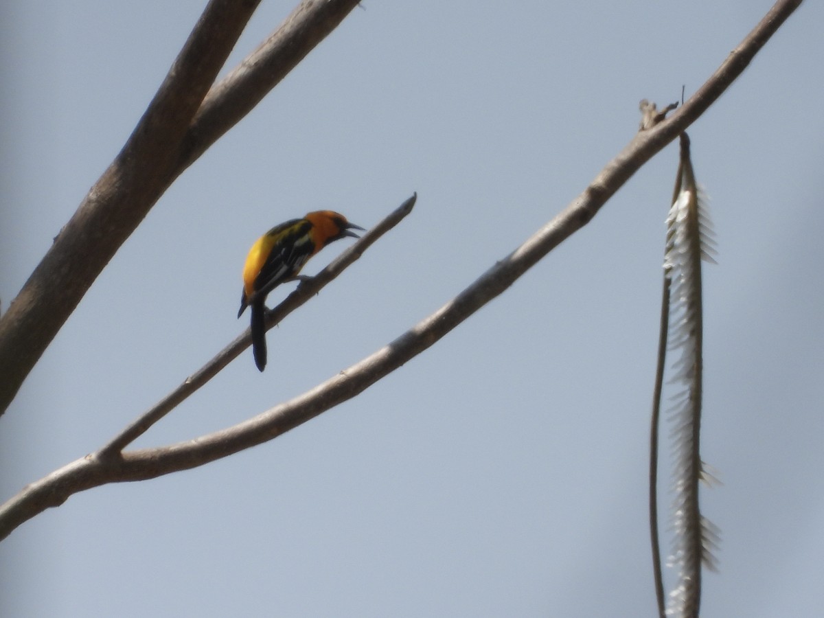 Streak-backed Oriole - ML645553384