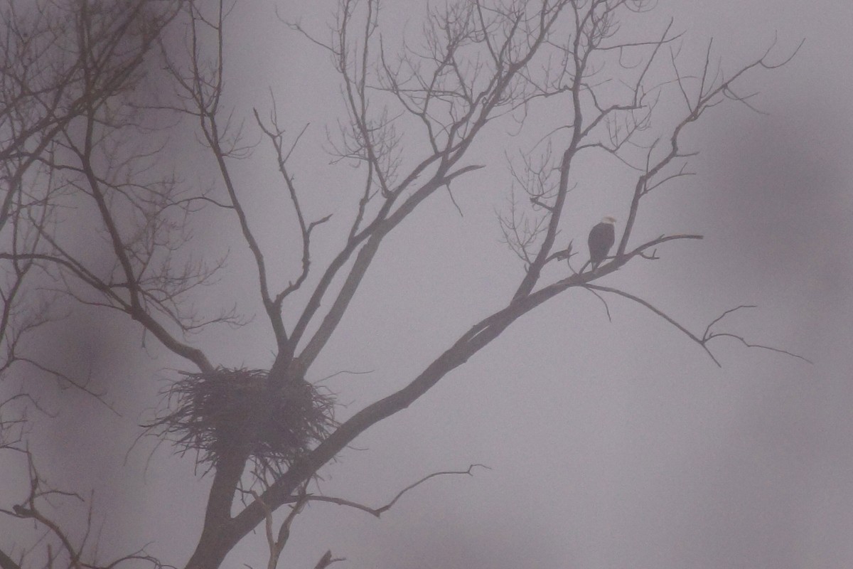 Bald Eagle - ML645553385